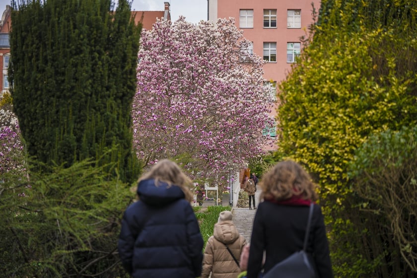 Festiwal Magnolii w Ogrodzie Botanicznym