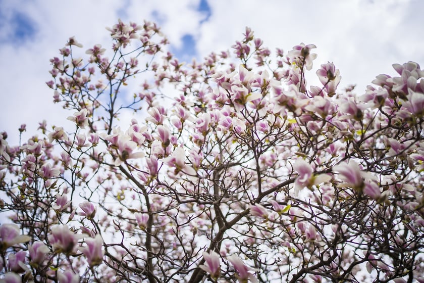 Festiwal Magnolii w Ogrodzie Botanicznym