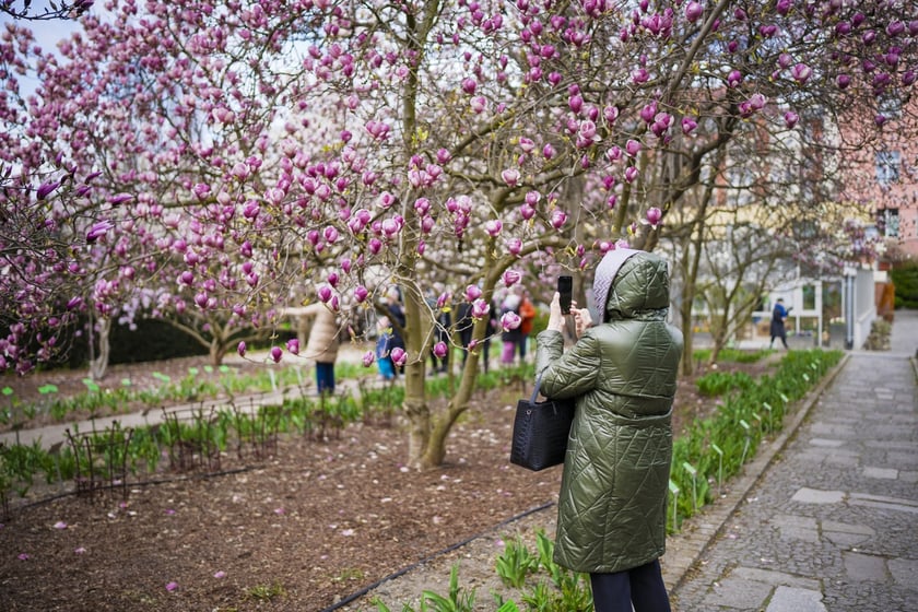 Festiwal Magnolii w Ogrodzie Botanicznym
