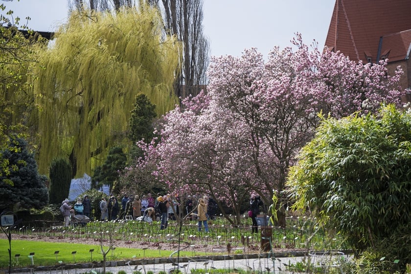 Festiwal Magnolii w Ogrodzie Botanicznym