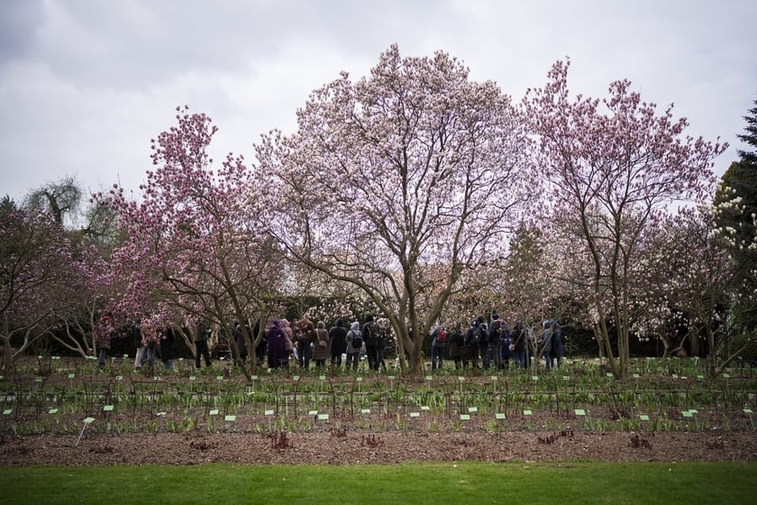 Festiwal Magnolii w Ogrodzie Botanicznym