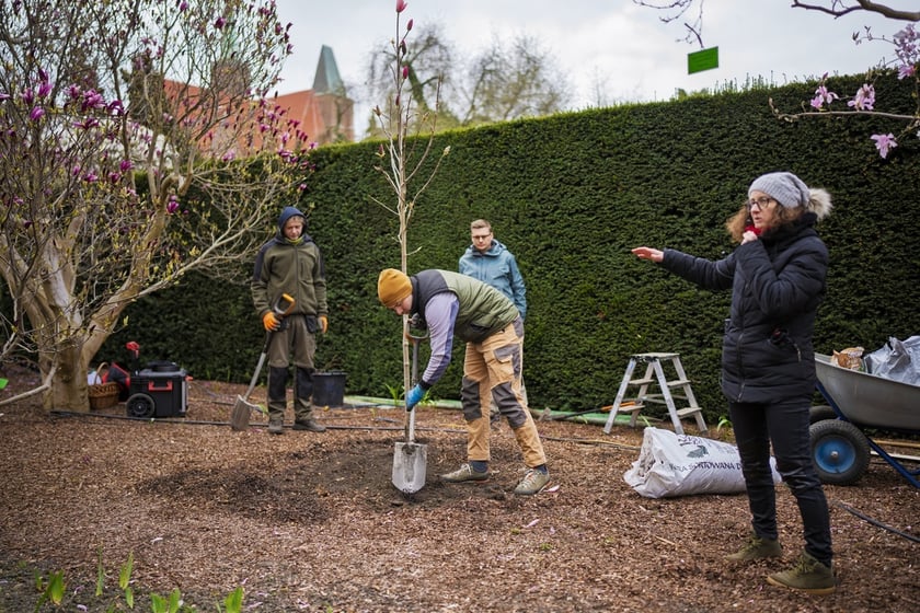 Festiwal Magnolii w Ogrodzie Botanicznym