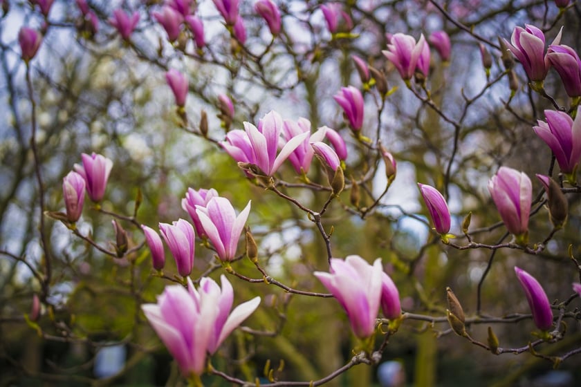 Festiwal Magnolii w Ogrodzie Botanicznym
