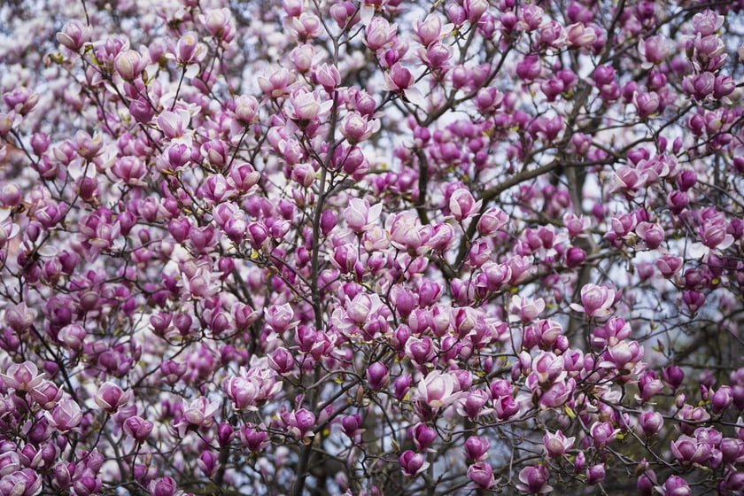 Festiwal Magnolii w Ogrodzie Botanicznym
