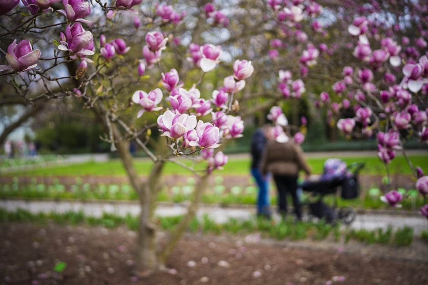 Festiwal Magnolii w Ogrodzie Botanicznym