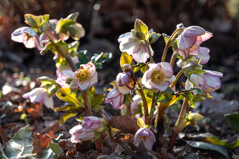 Otwarcie sezonu 2025 w Arboretum Wojsławice

Sacer z przewodnikiem &bdquo;Zapachniało, zajaśniało &ndash; wiosna ach to ty!&rdquo;, zaprasza z-ca dyrektora OBUWr ds. Arboretum Wojsławice &ndash; mgr inż. Tomasz Dymny, godz. 13.00.
