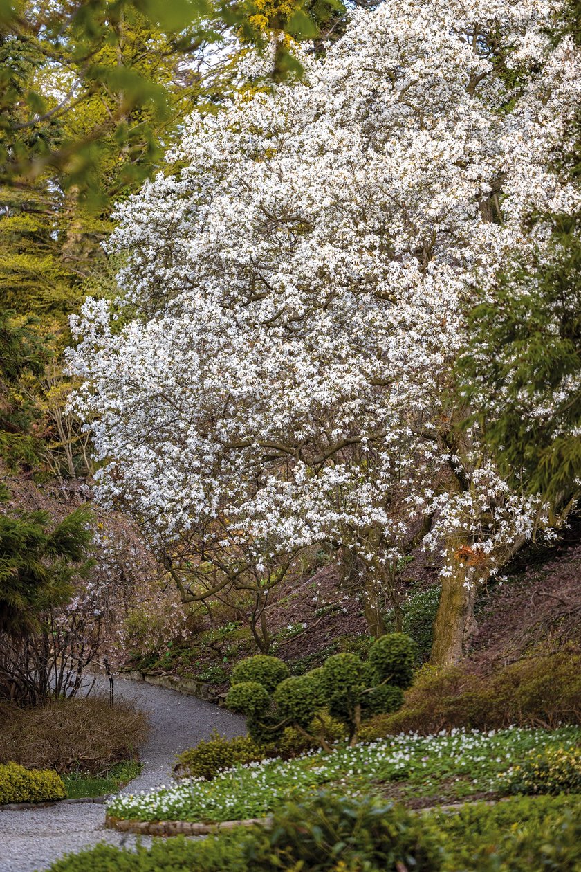 Otwarcie sezonu 2025 w Arboretum Wojsławice

Wykład &bdquo;Co łączy ćmę bukszpanową i szopa pracza? Znaczenie występowania gatunk&oacute;w inwazyjnych w przyrodzie&rdquo;, zaprasza mgr inż. Tomasz Biwo z Parku Krajobrazowego &bdquo;G&oacute;ra Św. Anny&rdquo;, godz. 11.00.
