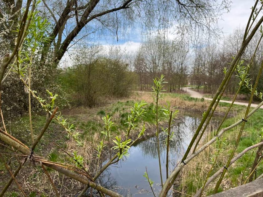 Park Krzycki