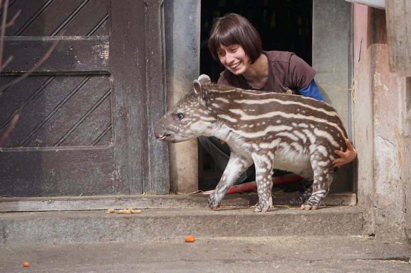 Tapirzyca Sara we wrocławskim zoo
