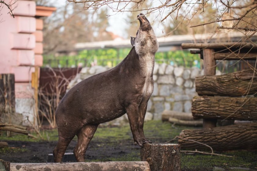 Tapirzyca Sara we wrocławskim zoo