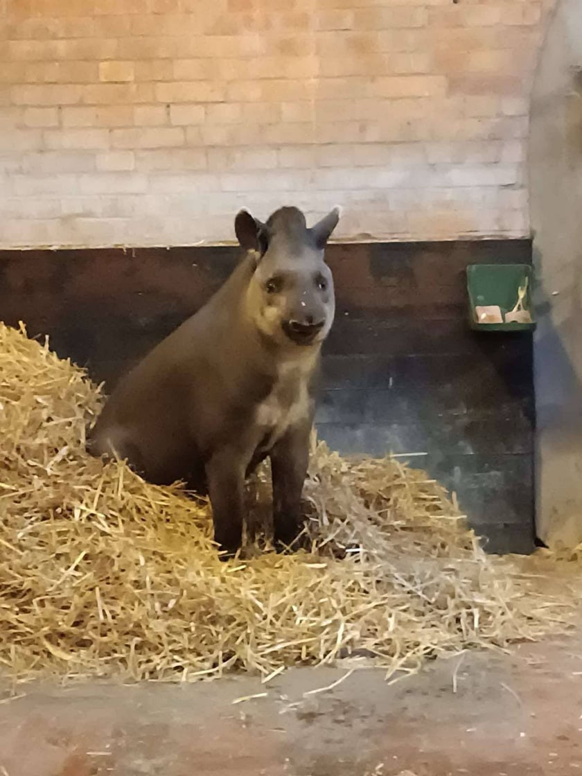 Tapirzyca Sara we wrocławskim zoo