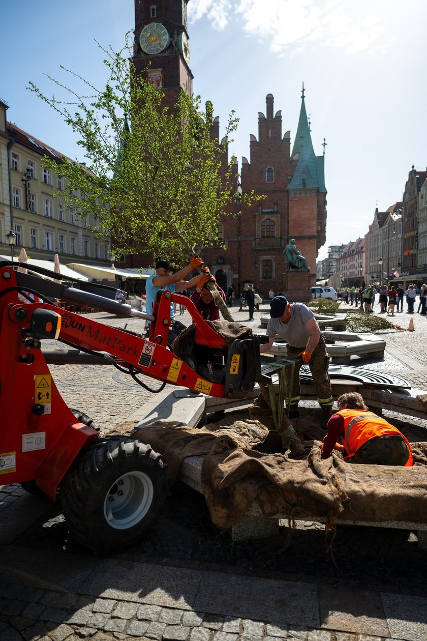 Sadzenie drzew na Rynku we Wrocławiu