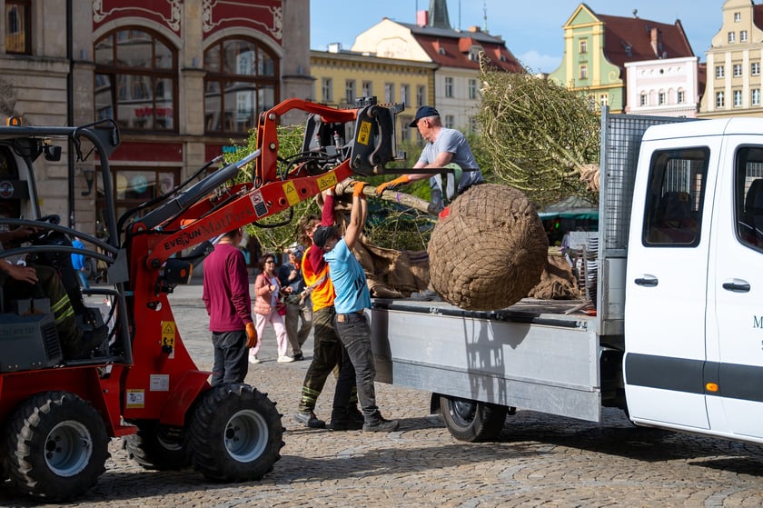 Sadzenie drzew na Rynku we Wrocławiu