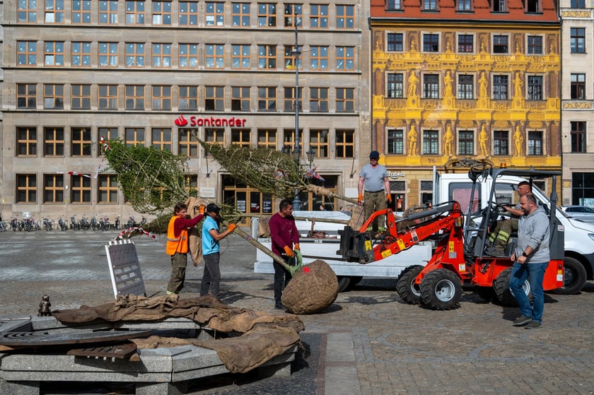 Sadzenie drzew na Rynku we Wrocławiu
