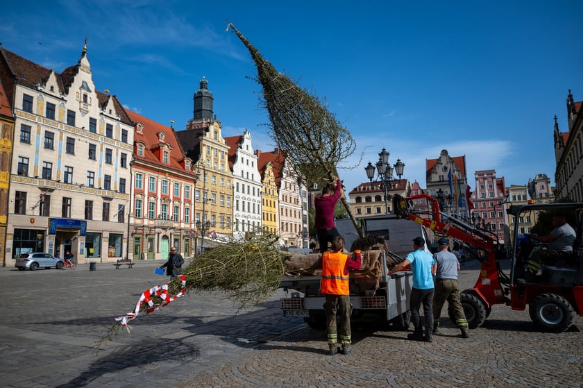 Sadzenie drzew na Rynku we Wrocławiu