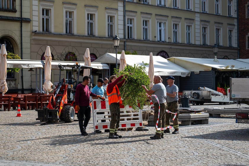 Sadzenie drzew na Rynku we Wrocławiu