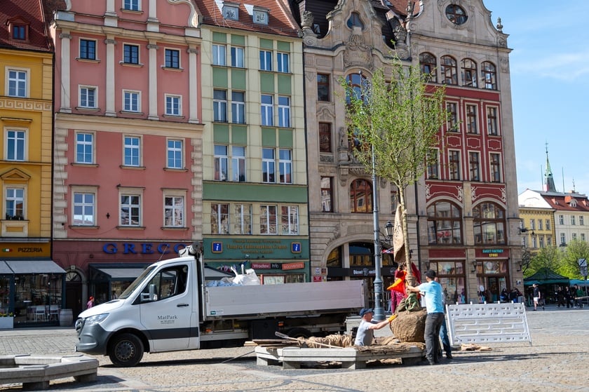 Sadzenie drzew na Rynku we Wrocławiu
