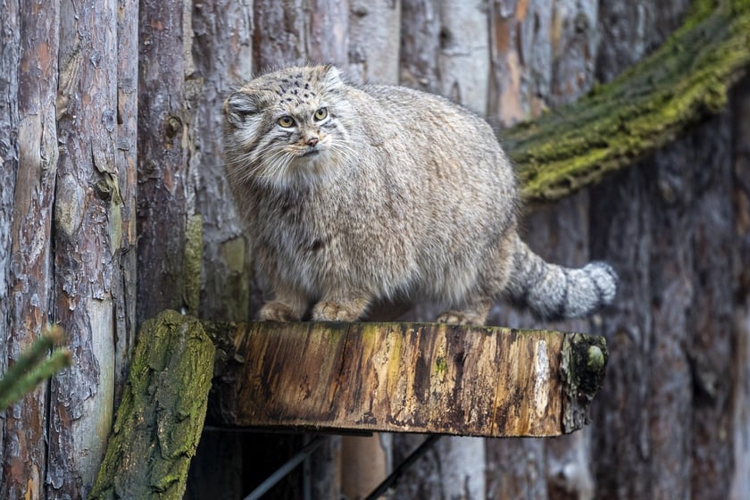 Pokazowe karmienie manuli we wrocławskim zoo