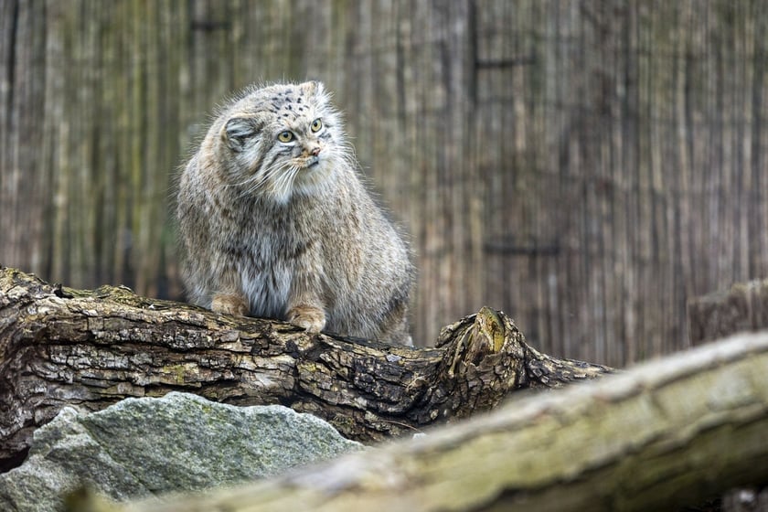 Pokazowe karmienie manuli we wrocławskim zoo