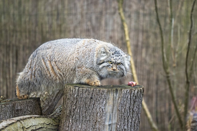Pokazowe karmienie manuli we wrocławskim zoo