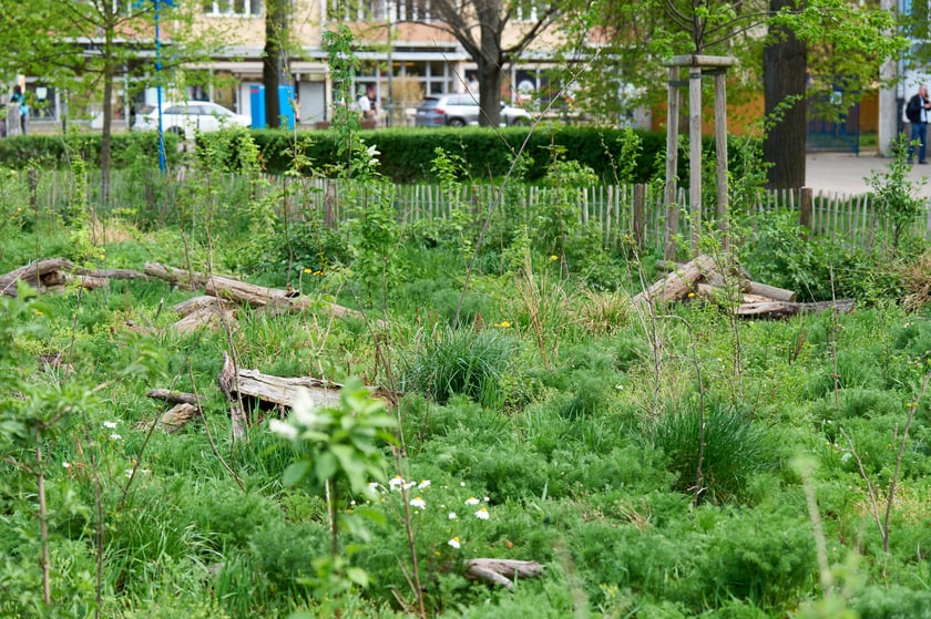 Wrocławski mikrolas Miyawaki - kwiecień 2025