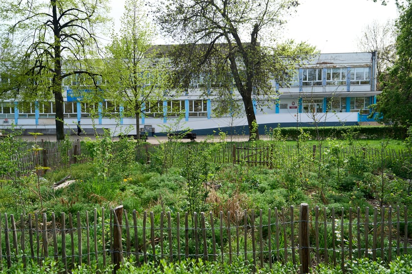 Wrocławski mikrolas Miyawaki - kwiecień 2025