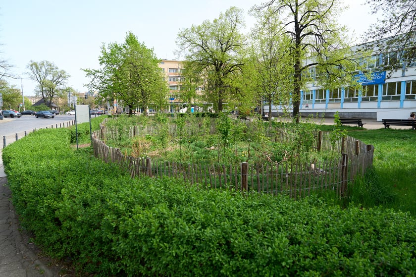 Wrocławski mikrolas Miyawaki - kwiecień 2025