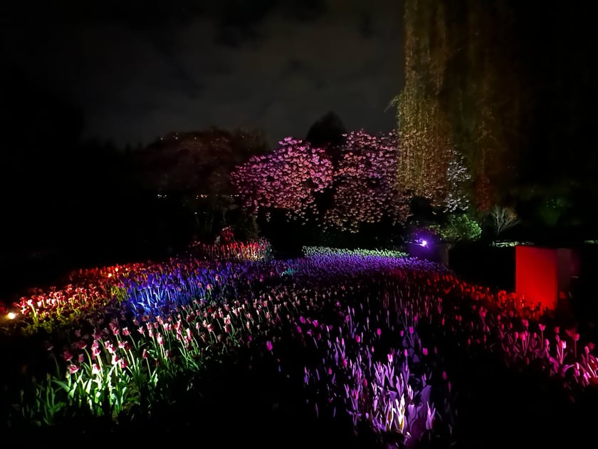 Iluminacje tulipan&oacute;w nocą w Ogrodzie Botanicznym UWr