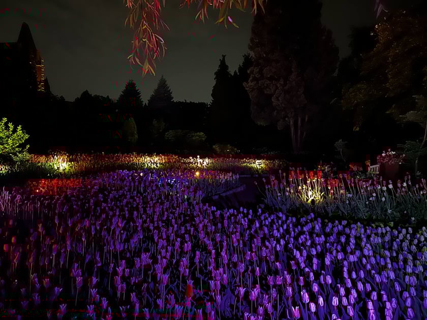 Iluminacje tulipan&oacute;w nocą w Ogrodzie Botanicznym UWr