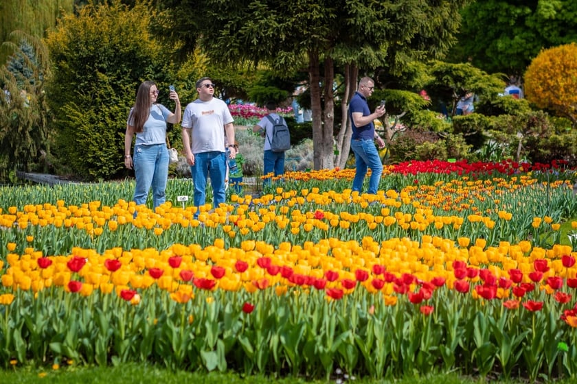 Tulipany w Ogrodzie Botanicznym