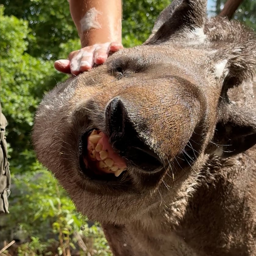 Tapir