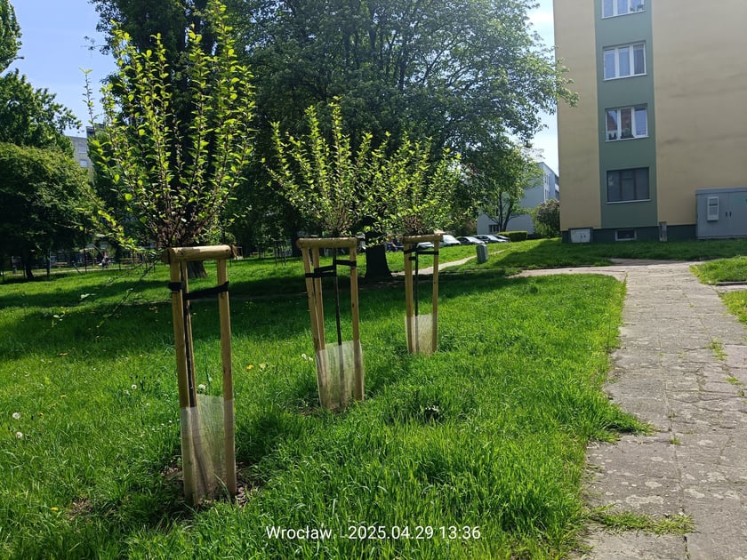 Nasadzenia, kt&oacute;re pojawiły się na wrocławskich podw&oacute;rkach. To ponad 200 drzew