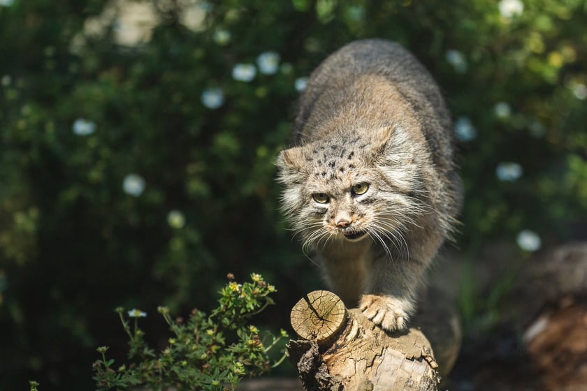 Manul