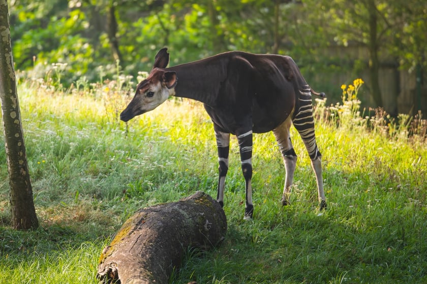 Okapi