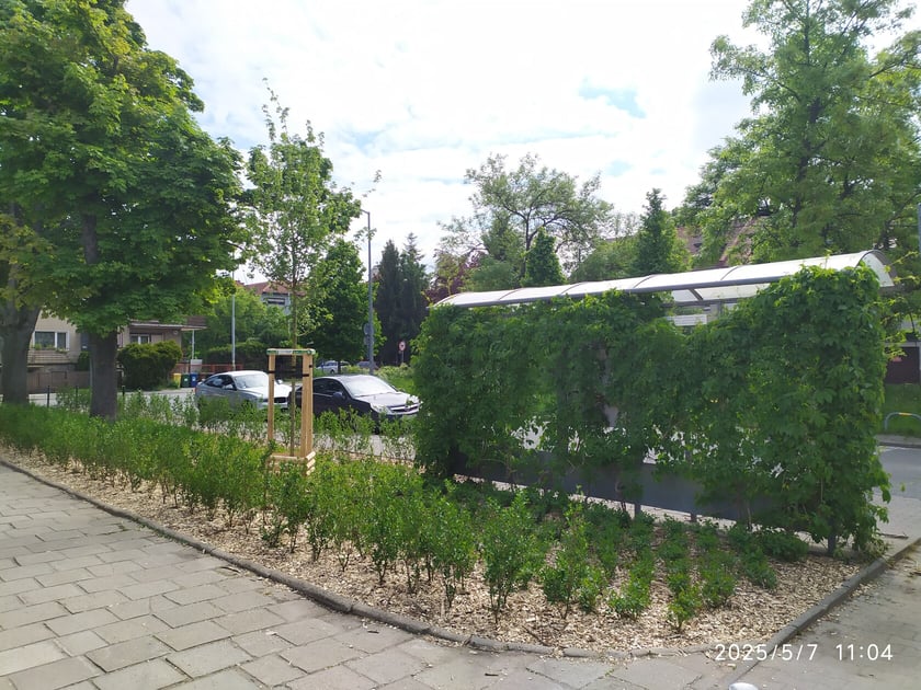 Wiosenne nasadzenia ZZM we Wrocławiu