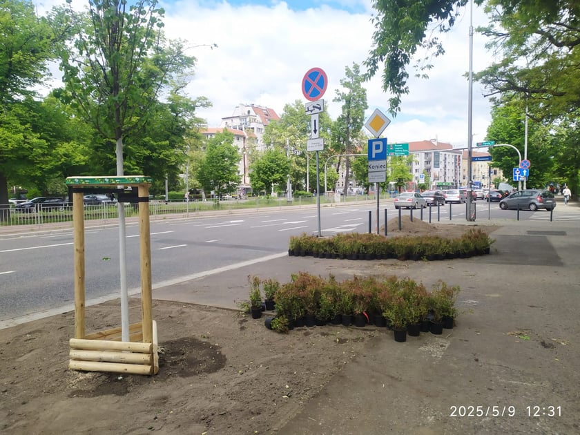 Wiosenne nasadzenia ZZM we Wrocławiu