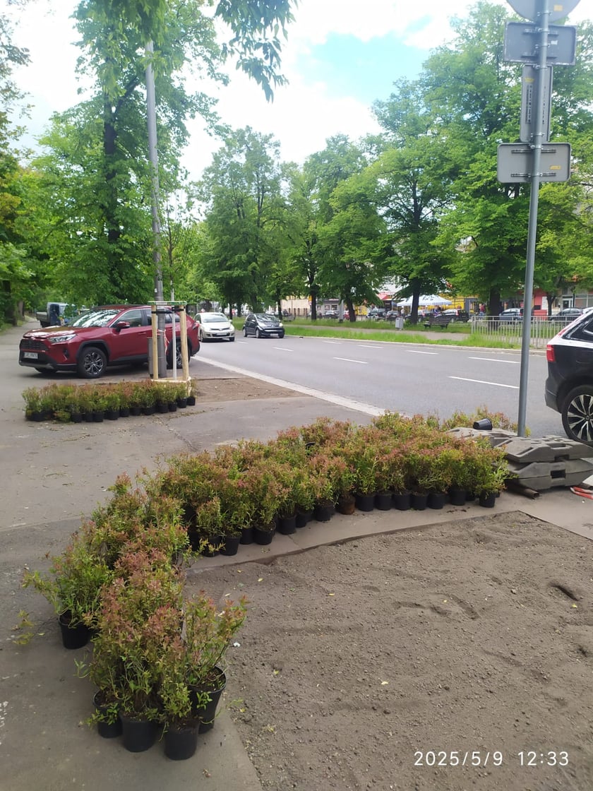 Wiosenne nasadzenia ZZM we Wrocławiu