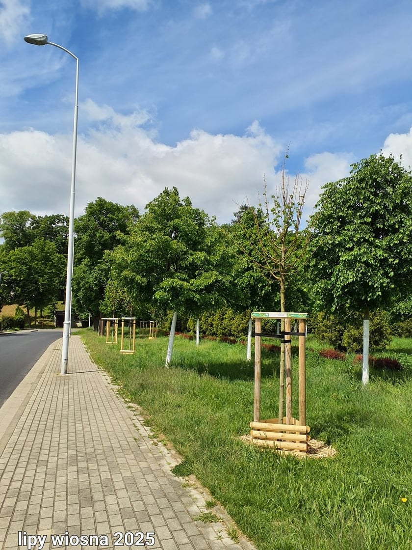 Wiosenne nasadzenia ZZM we Wrocławiu