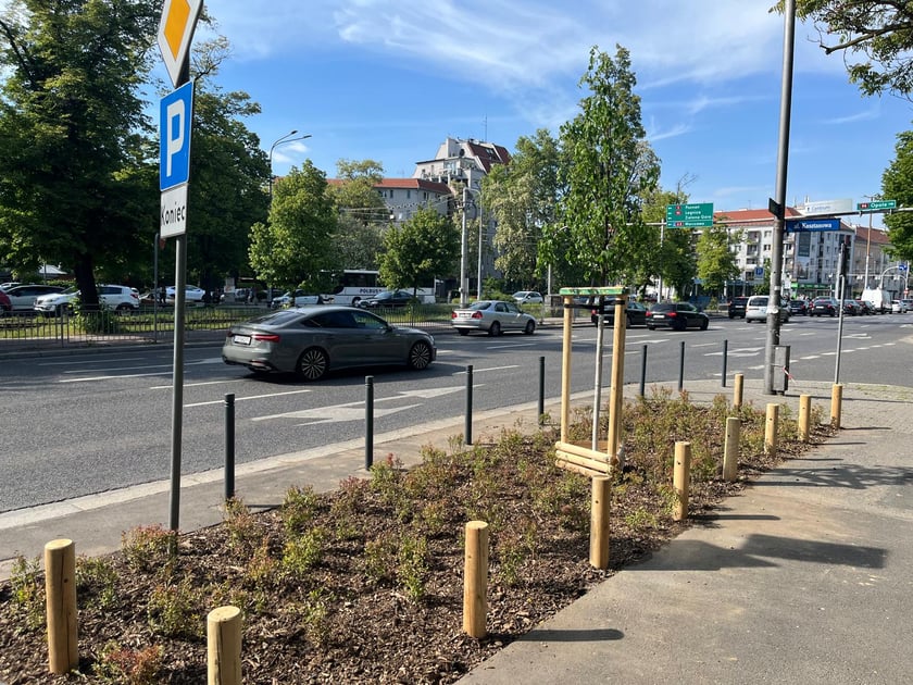 Wiosenne nasadzenia ZZM we Wrocławiu