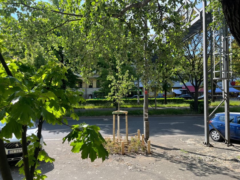Wiosenne nasadzenia ZZM we Wrocławiu