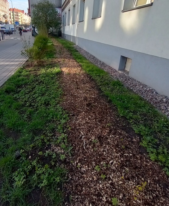 Najnowsze nasadzenia Wrocławskich Mieszkań