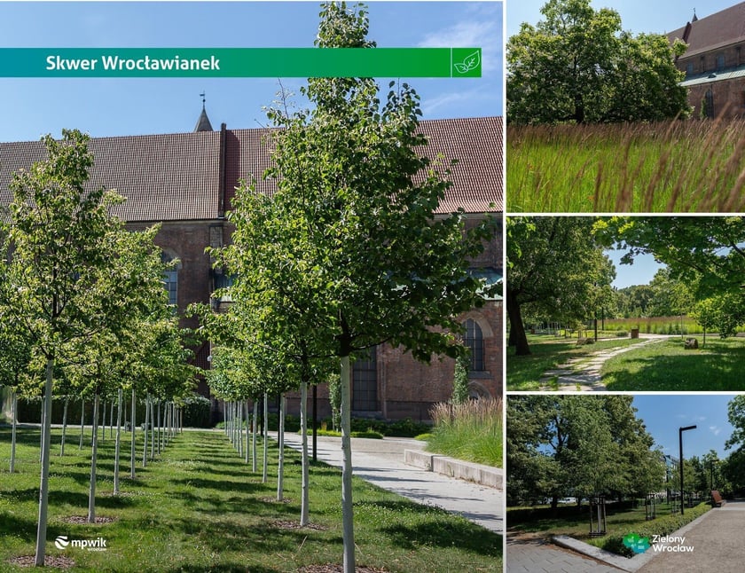 Skwer Wrocławianek - zamiana dawnego parkingu w zieloną przestrzeń.