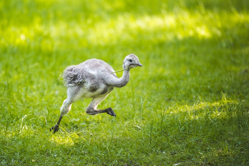 Młode nandu plamiste z wrocławskiego zoo