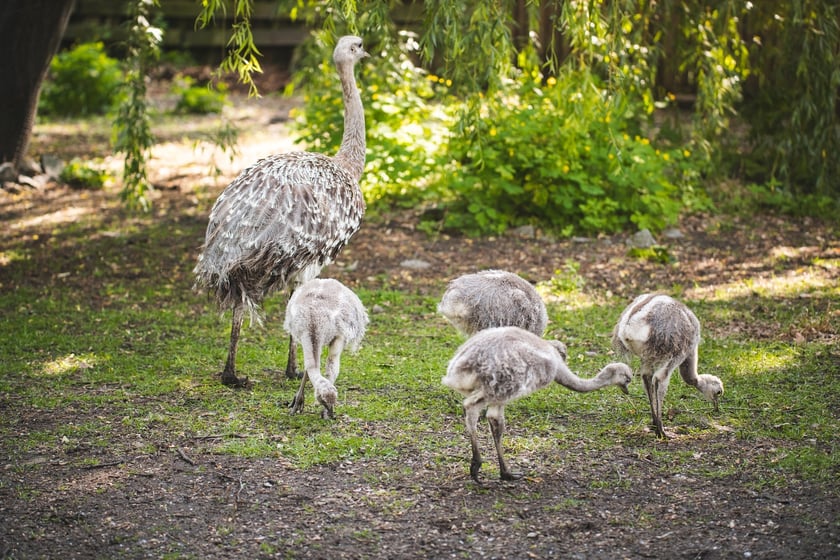 Młode nandu plamiste z wrocławskiego zoo