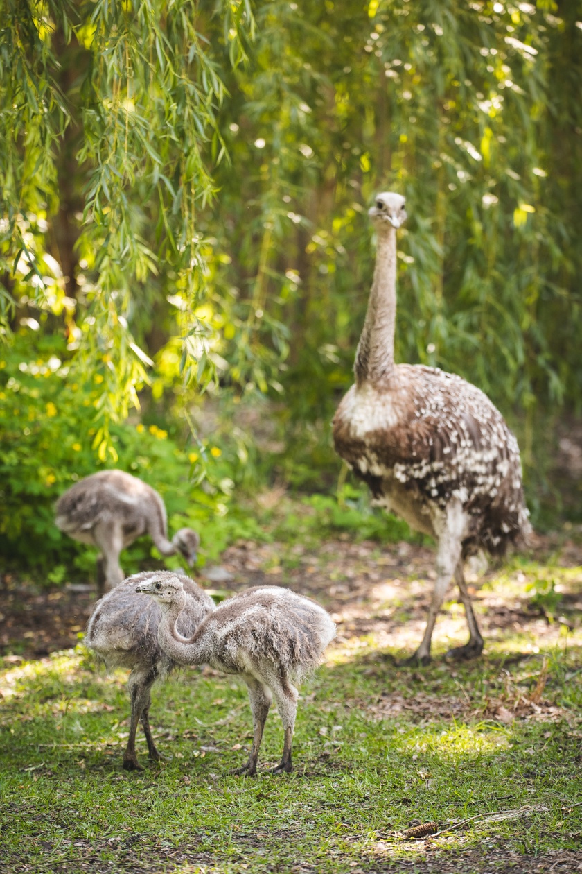 Młode nandu plamiste z wrocławskiego zoo