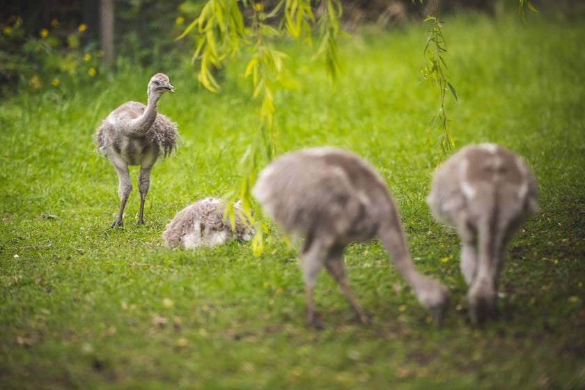 Młode nandu plamiste z wrocławskiego zoo