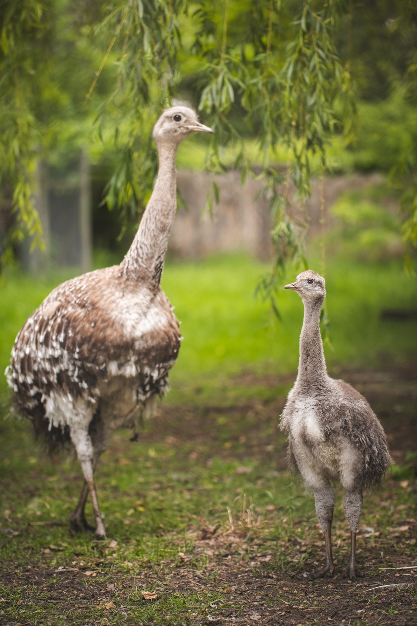 Młode nandu plamiste z wrocławskiego zoo