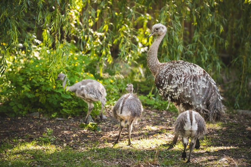 Młode nandu plamiste z wrocławskiego zoo