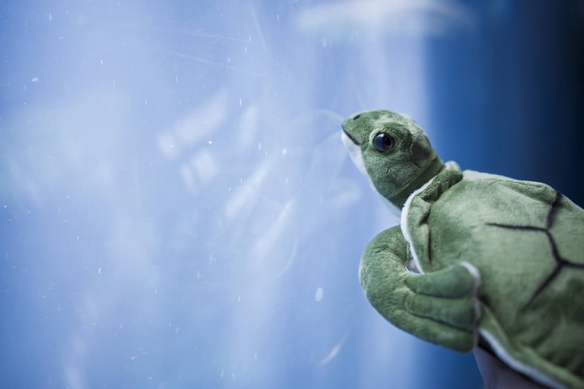 Z okazji Światowego Dnia Żółwia wrocławskie Hydropolis i ZOO Wrocław ogłosiły partnerstwo na rzecz środowiska i zagrożonych gatunków.