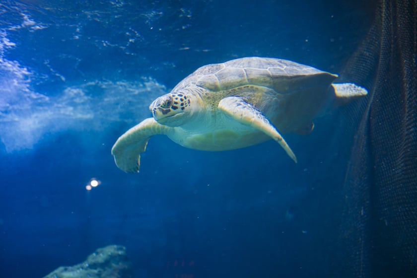 Z okazji Światowego Dnia Żółwia wrocławskie Hydropolis i ZOO Wrocław ogłosiły partnerstwo na rzecz środowiska i zagrożonych gatunków.